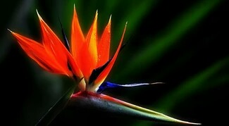 花语大全40种花的花语,花语大全50种花的花语读出来