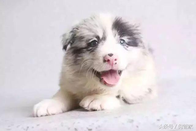 红鼻头和黑鼻头有什么区别,红鼻头和小黑鼻头