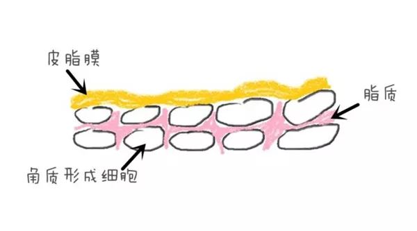 护肤偷懒我的脸竟然一整个垮掉,冬季脸皮干燥起皮怎么护肤