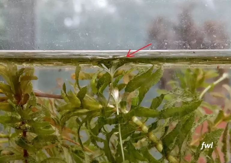 黑藻怎么形成的,黑藻叶结构示意图