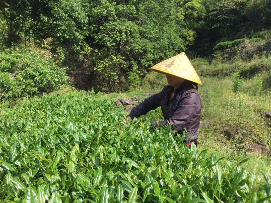 正岩肉桂山场味,武夷正岩茶岩骨花香
