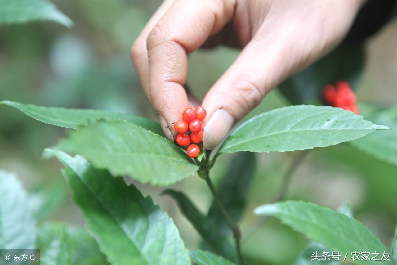 广西中药材示范基地种植情况,广西的中药材种植基地在哪里
