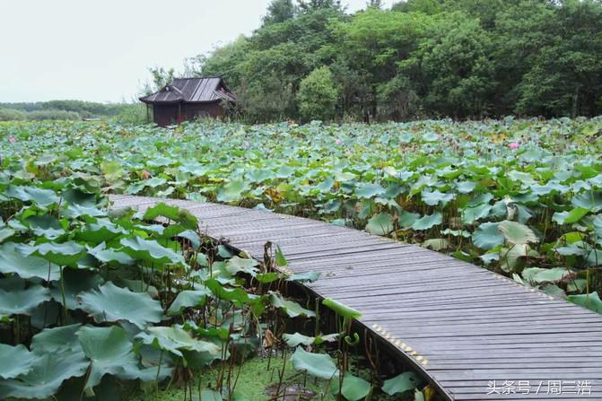 沙家浜夜游旅游攻略大全,沙家浜春节一日游攻略