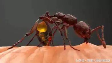 生物入侵红火蚁视频,红火蚁为什么是入侵物