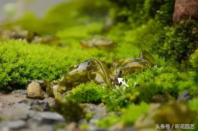 苔藓王国,奇妙的苔藓世界