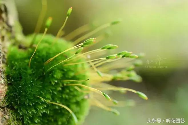 苔藓王国,奇妙的苔藓世界