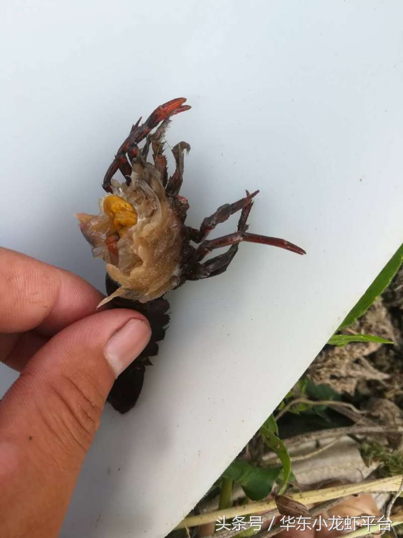 小龙虾如何判断受孕母虾,如何分辨小龙虾是不是准备产卵