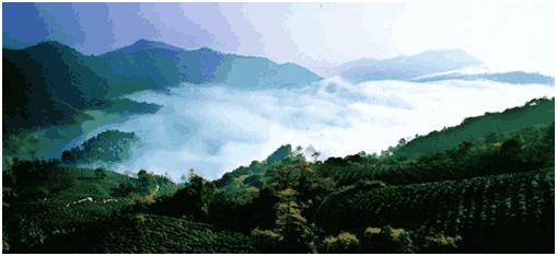 龙井绿茶最好喝的品种,龙井绿茶简介及特点