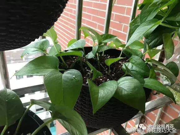 养殖绿萝用这3种办法快速长爆盆,养绿萝学好这3招爆盆快长势猛