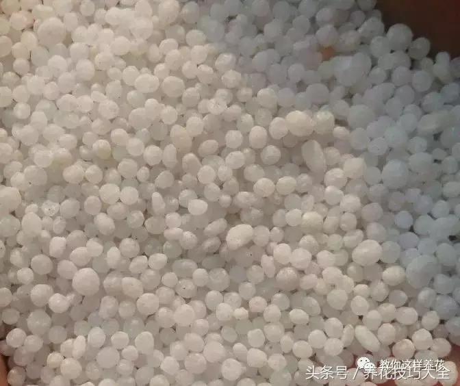 养殖绿萝用这3种办法快速长爆盆,养绿萝学好这3招爆盆快长势猛