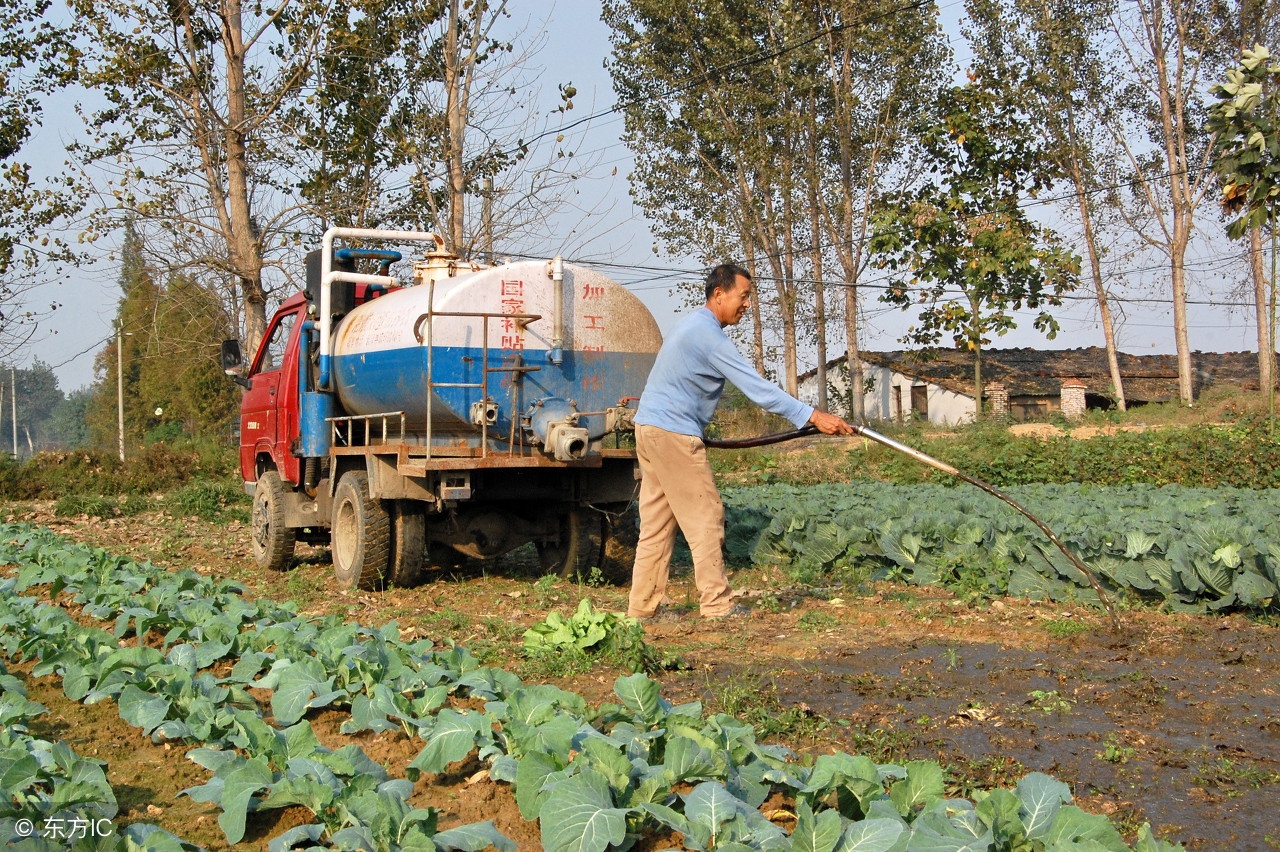现在的鸡粪肥料安全吗,鸡粪为什么不能用