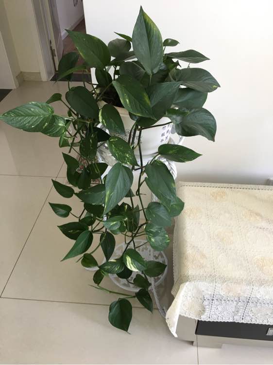 扦插的绿萝叶子发蔫发黄,冬天在空调房里绿萝叶子发黄发蔫