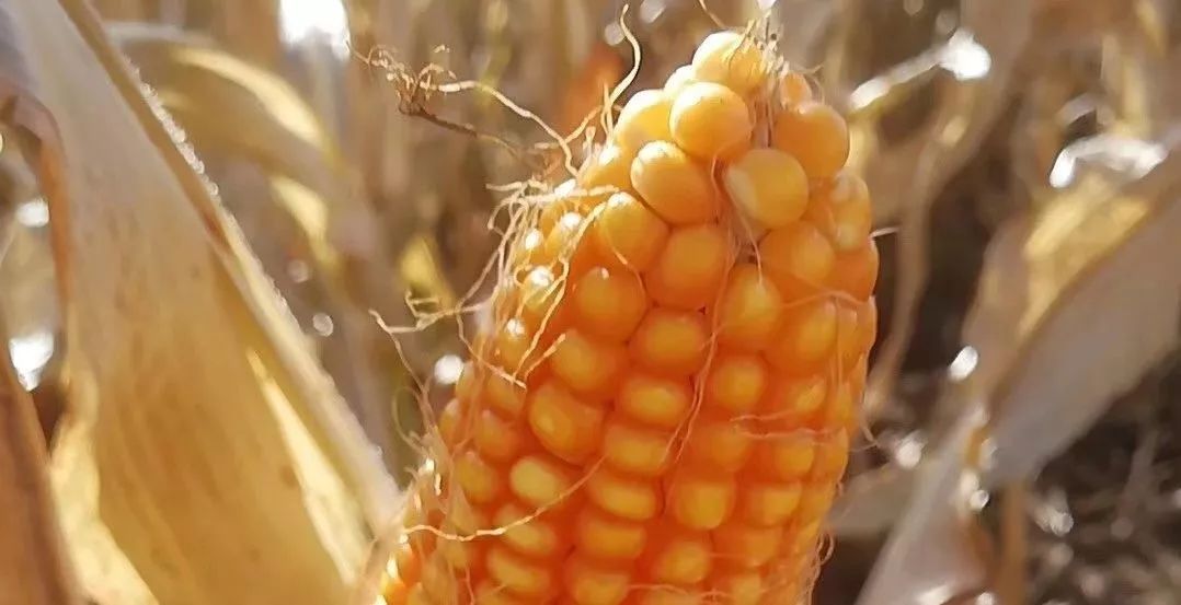 雨天湿玉米怎么防止发霉,多雨季节玉米怎么防止霉变
