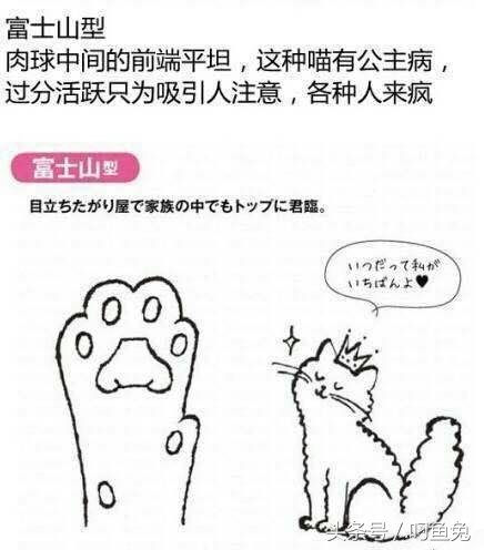 猫咪手相可以看出什么性格 (怎么给猫咪测手相)