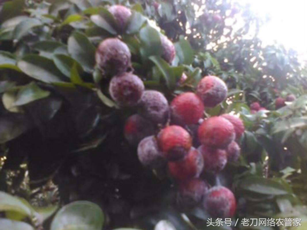 荔枝树干腐病,荔枝酸腐病最好的杀菌剂有哪些