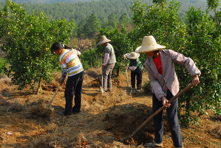 果树烂根小妙招视频,莲雾果树水浇太多烂根能救活吗