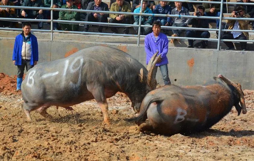 黔南旅游攻略必去景点,黔南州八月初适合游玩地点推荐