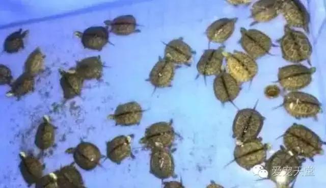 玻璃缸养龟注意事项,养龟的日常生活注意事项