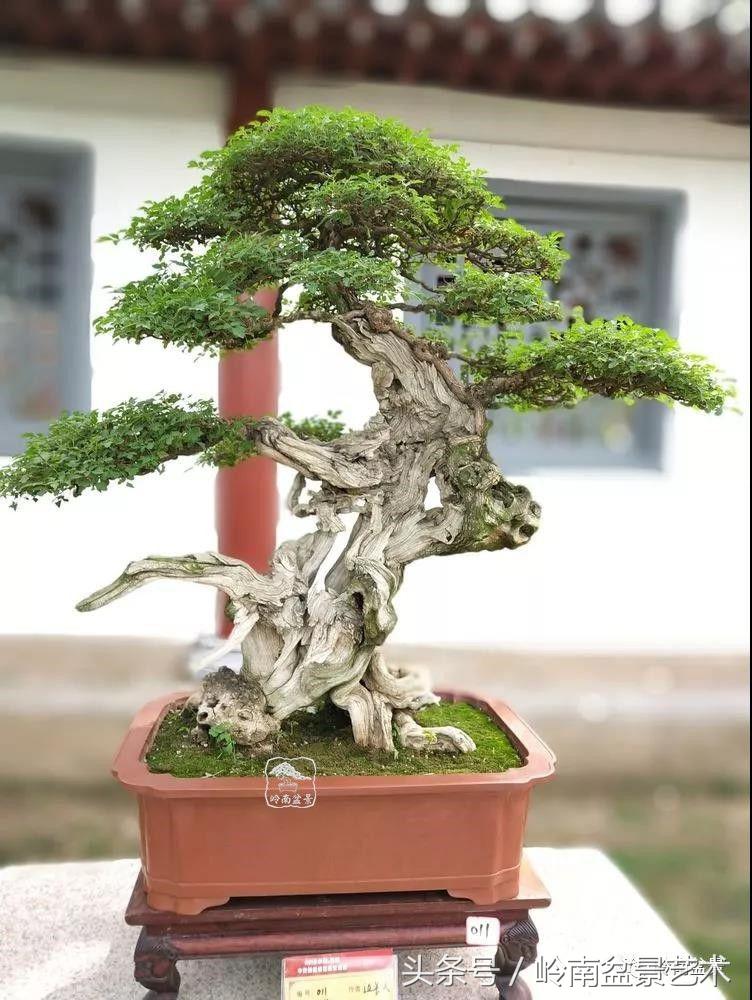 百年精品流苏老桩盆景,精品南天竺盆景