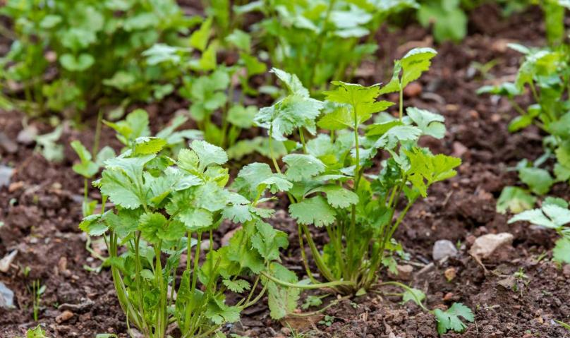 想要种出好香菜一定要注意这六点,香菜种起来手把手教您种香菜