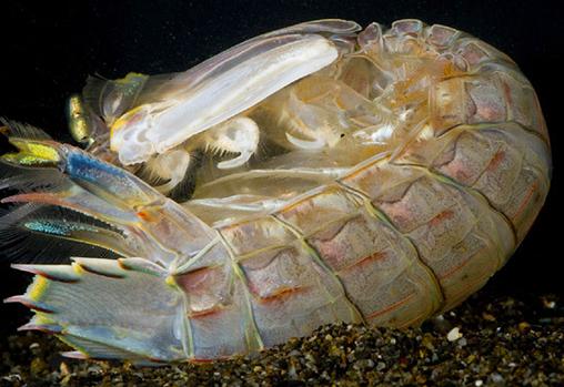 皮皮虾怎么挑有肉有黄,如何挑肉质肥美的皮皮虾