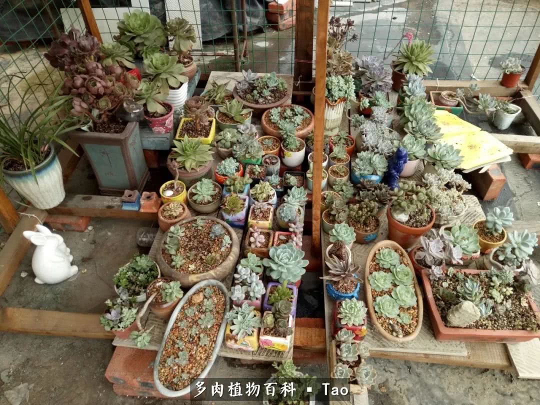 命运多舛，痴迷淡然，肉坚强们逆袭在秋天！