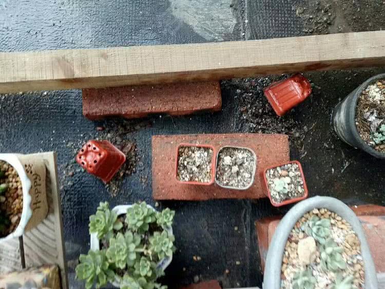 命运多舛，痴迷淡然，肉坚强们逆袭在秋天！