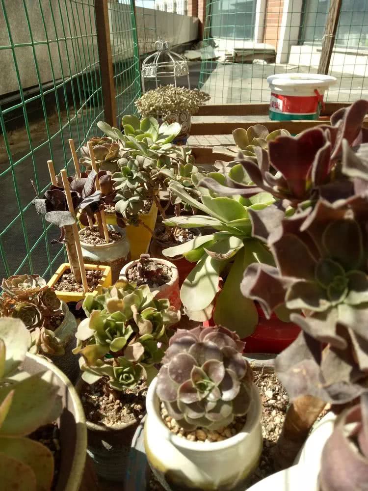 命运多舛，痴迷淡然，肉坚强们逆袭在秋天！