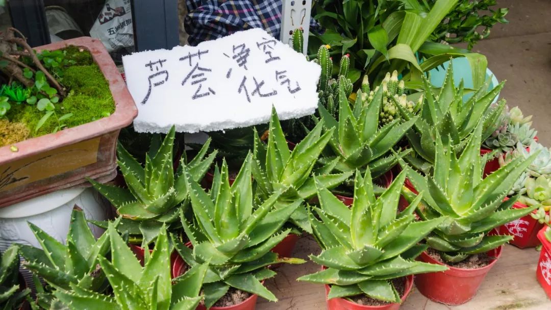 夫子庙花鸟鱼虫市场回忆,夫子庙花木鱼虫市场