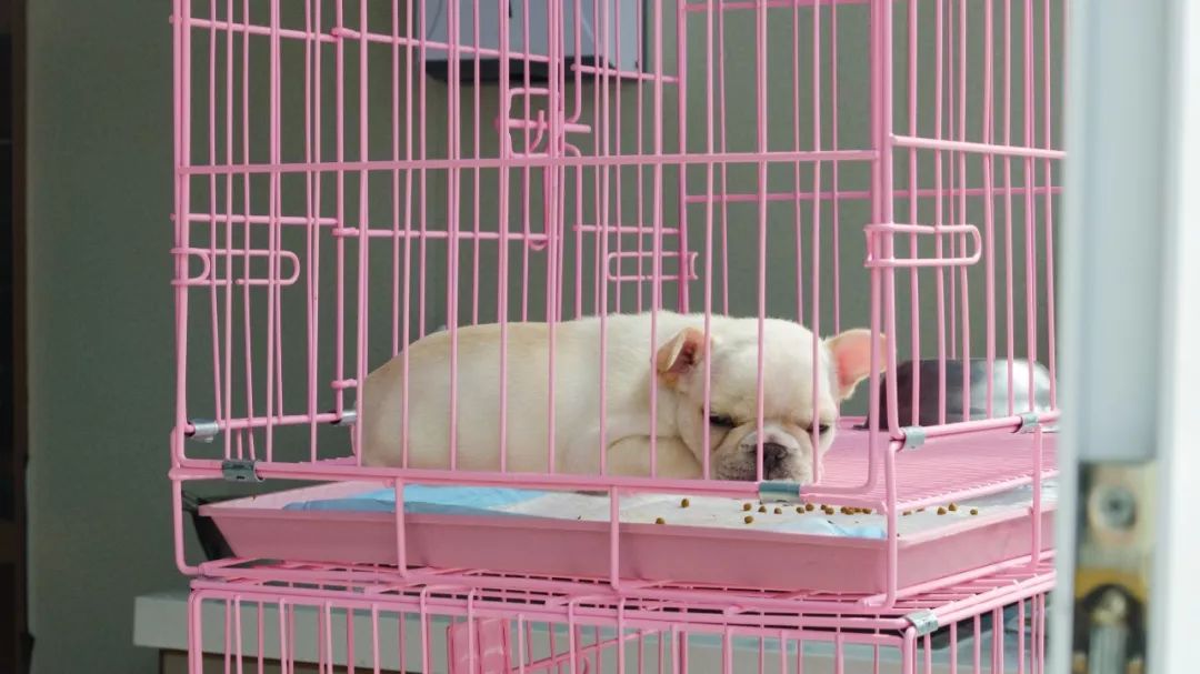 夫子庙花鸟鱼虫市场回忆,夫子庙花木鱼虫市场