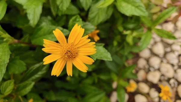 vivonex旗舰版竖屏变横屏,vivonex3s突破熄屏开不了机