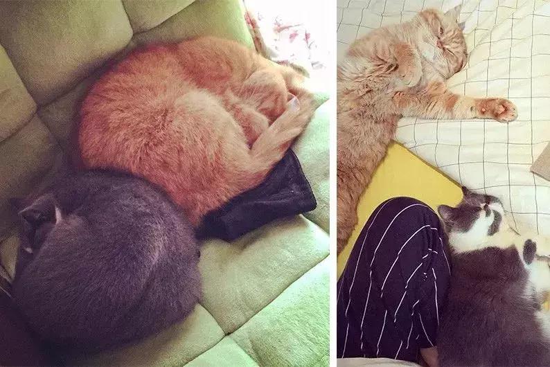 小满优选｜拥有两只喵的铲屎官，找人把110m²三室设计成这样！