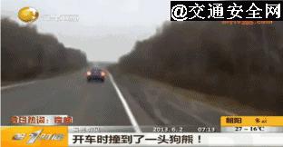 高速上遇到动物了正确处理方法,救命贴
