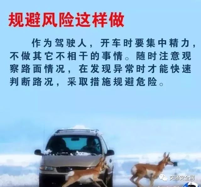 高速上遇到动物了正确处理方法,救命贴
