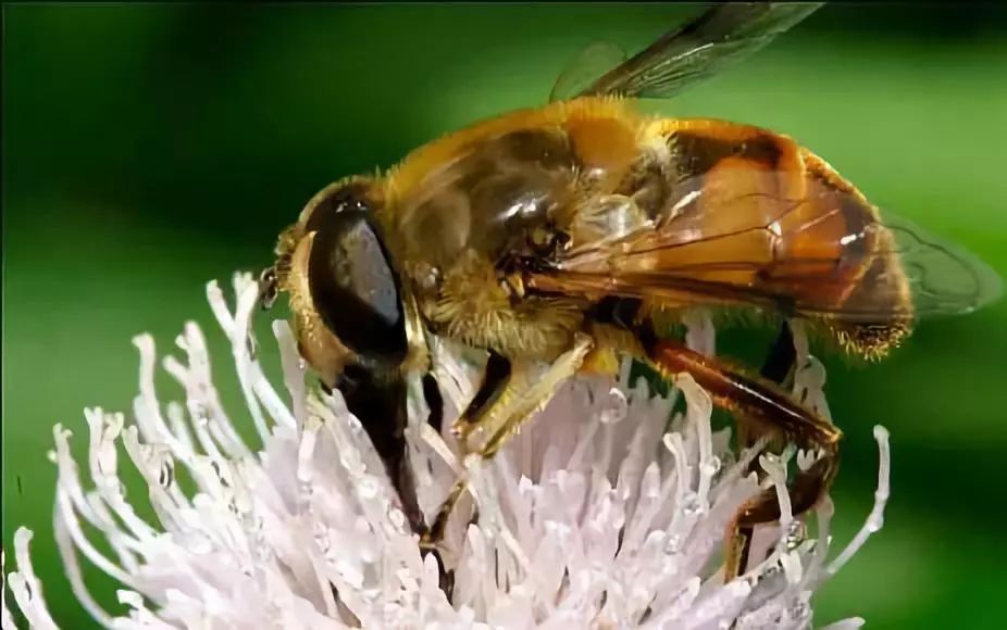 蜂蜜对孩子早熟有影响吗,蜂蜜会导致孩子早熟吗