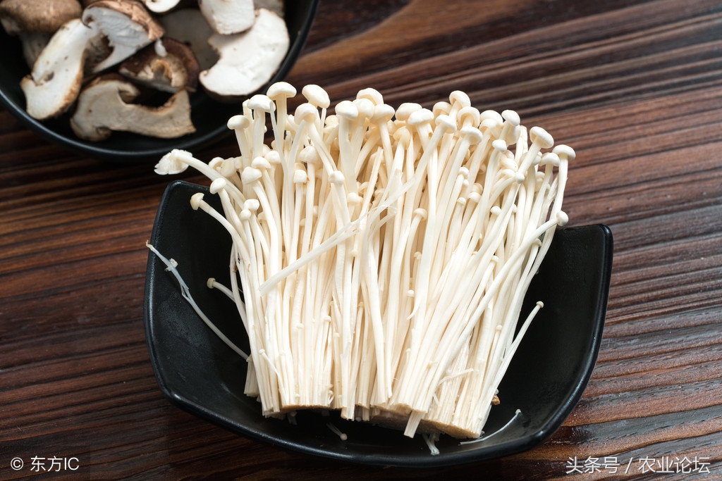 金针菇反季节怎么防治,金针菇锈斑病