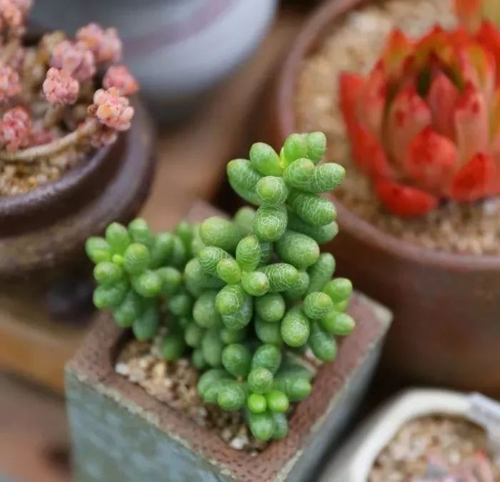 养肉注意事项及养殖方法,蚧壳虫最好的解决方法