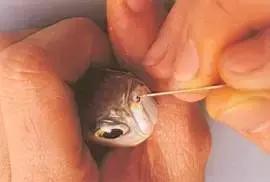 防止龙鱼掉眼的最佳方法,龙鱼胡须受到伤害