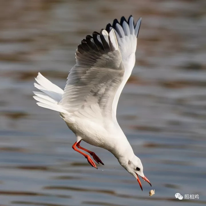 单评｜为啥选7RⅢ做你的视频机？