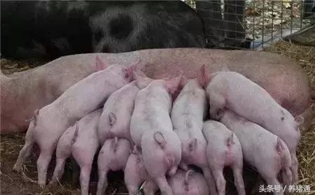 猪秋季腹泻怎么预防效果最好,引起猪腹泻的原因