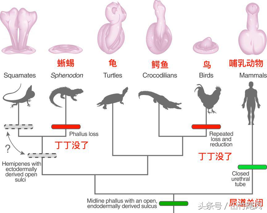 科学研究男性特征,科学认识男性生理问题