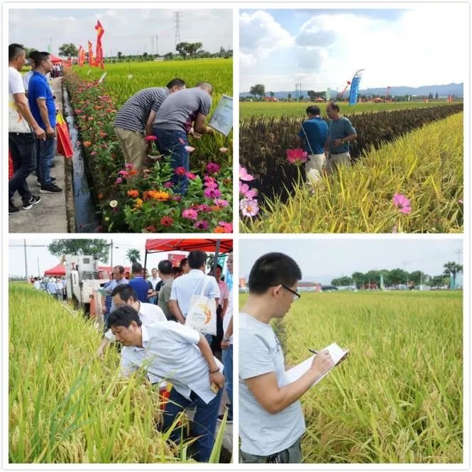 彩色米、年糕米、寿司米……291个品种亮相，稻米也可量身定制！