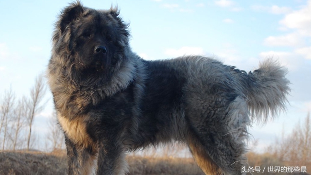 十大速度快又凶猛又忠诚的护卫犬,世界凶猛的十大护卫犬