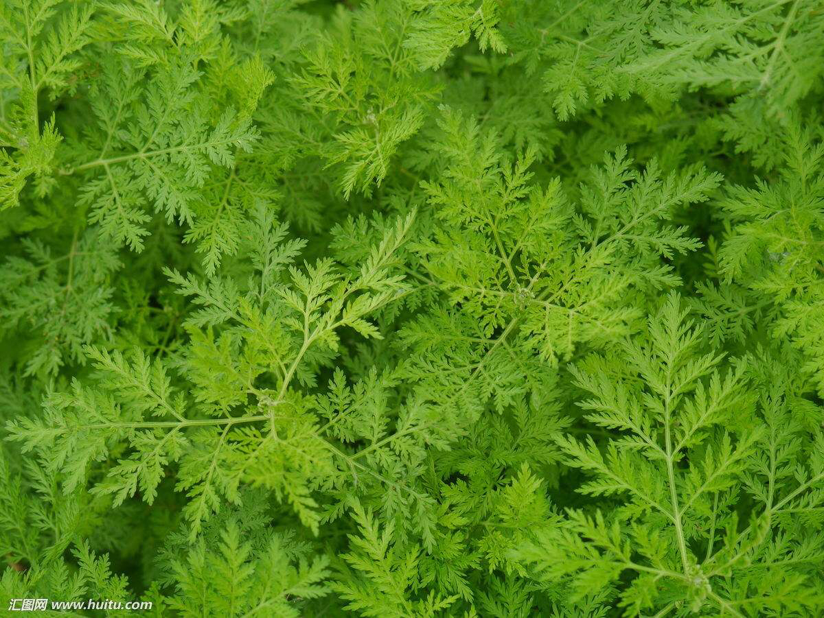 中药材青蒿花,中药材青蒿功效