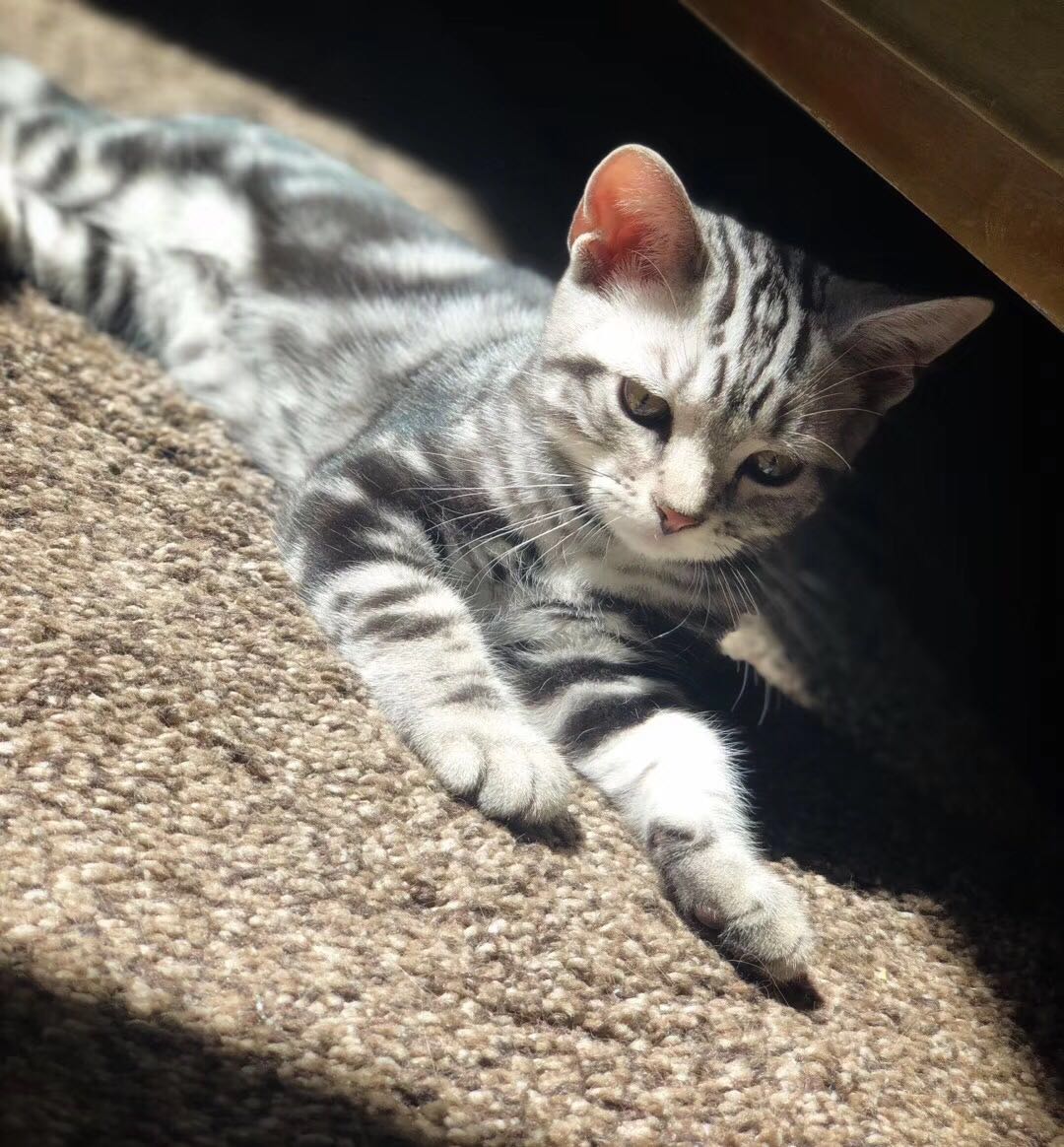 美短虎斑猫一窝,美短虎斑猫的日常