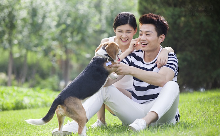 老公在家养狗我不喜欢怎么办,老公不喜欢狗怎么养