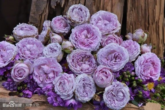 蓝紫色月季品种,39种紫藤品种