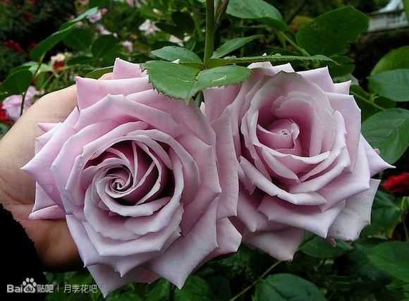 蓝紫色月季品种,39种紫藤品种