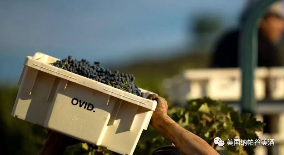 Ovid欧维德酒庄｜纳帕高端酒庄权威评级准一级葡萄酒