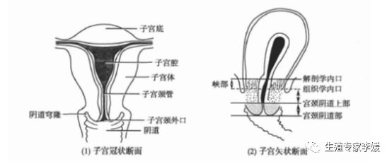 怀孕子宫畸形,畸形率高97%可以自然怀孕吗